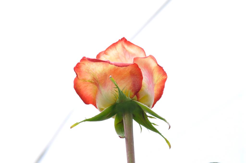 ecuadorian roses