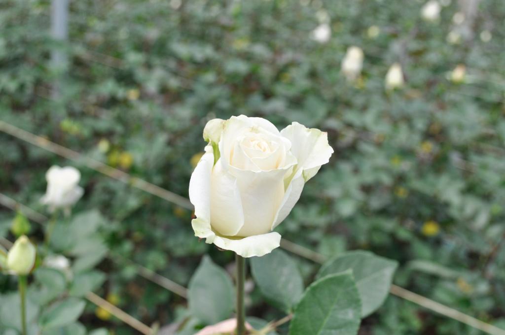 ecuadorian roses