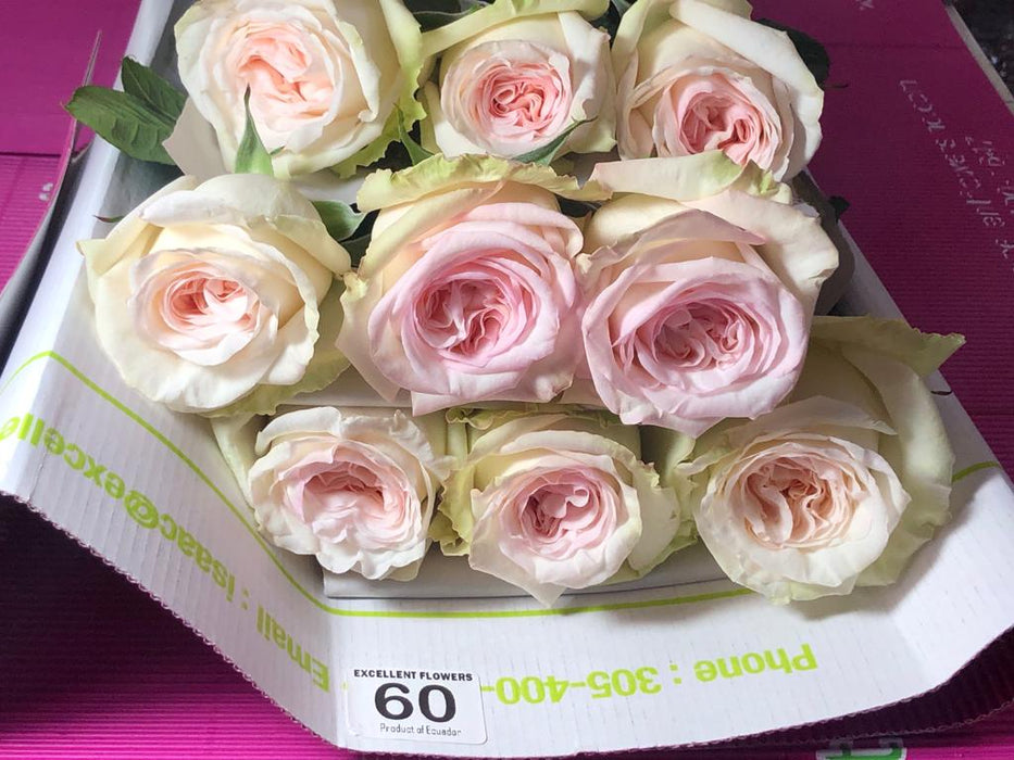 ecuadorian roses