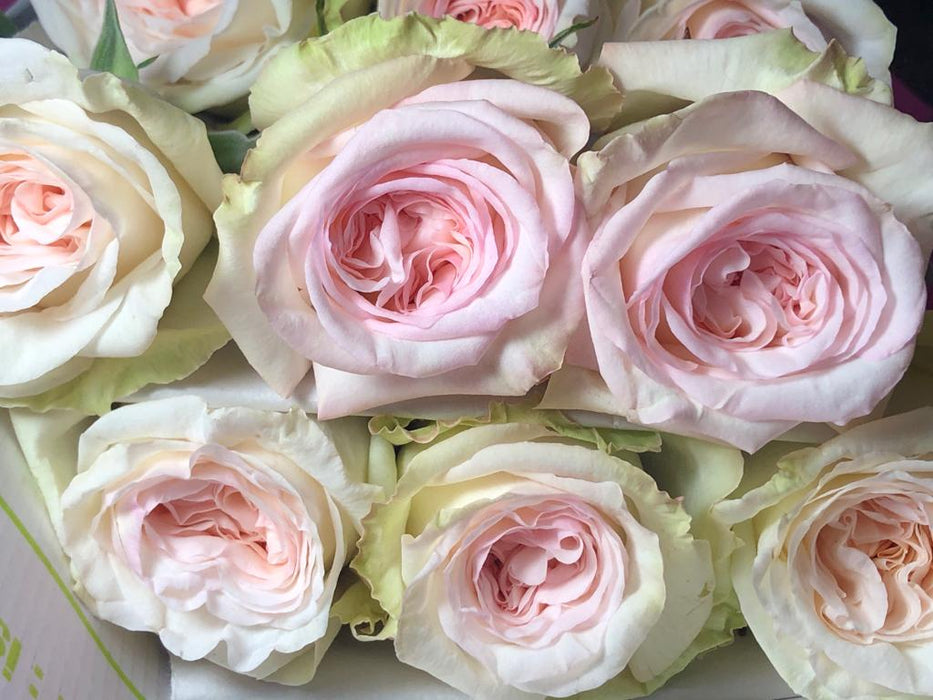 Whitney Beautiful rose white Excellent flowers inc garden rose ecuadorian roses