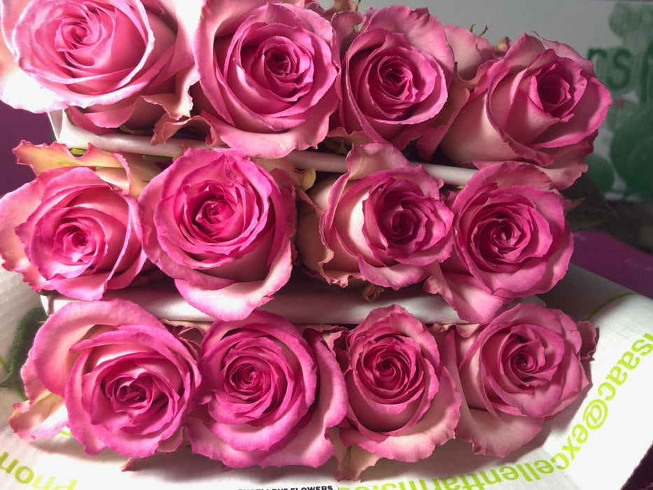 Ecuadorian Rose