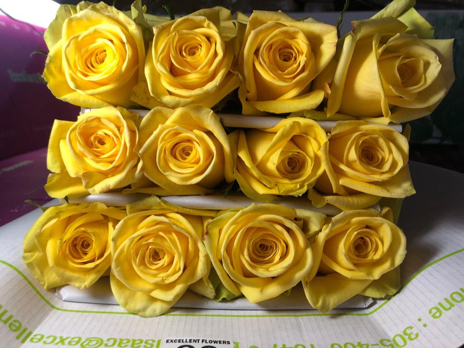 ecuadorian roses