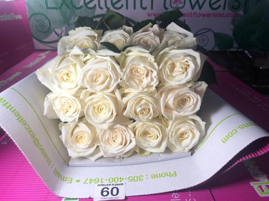 ecuadorian roses