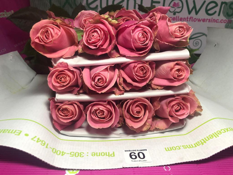 ecuadorian roses