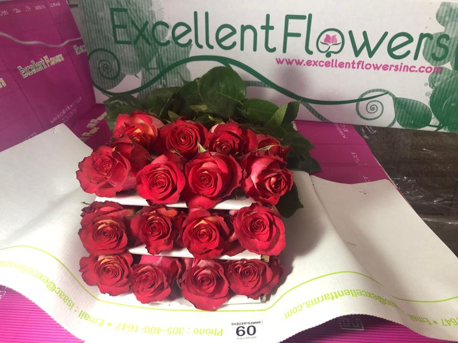 ecuadorian roses