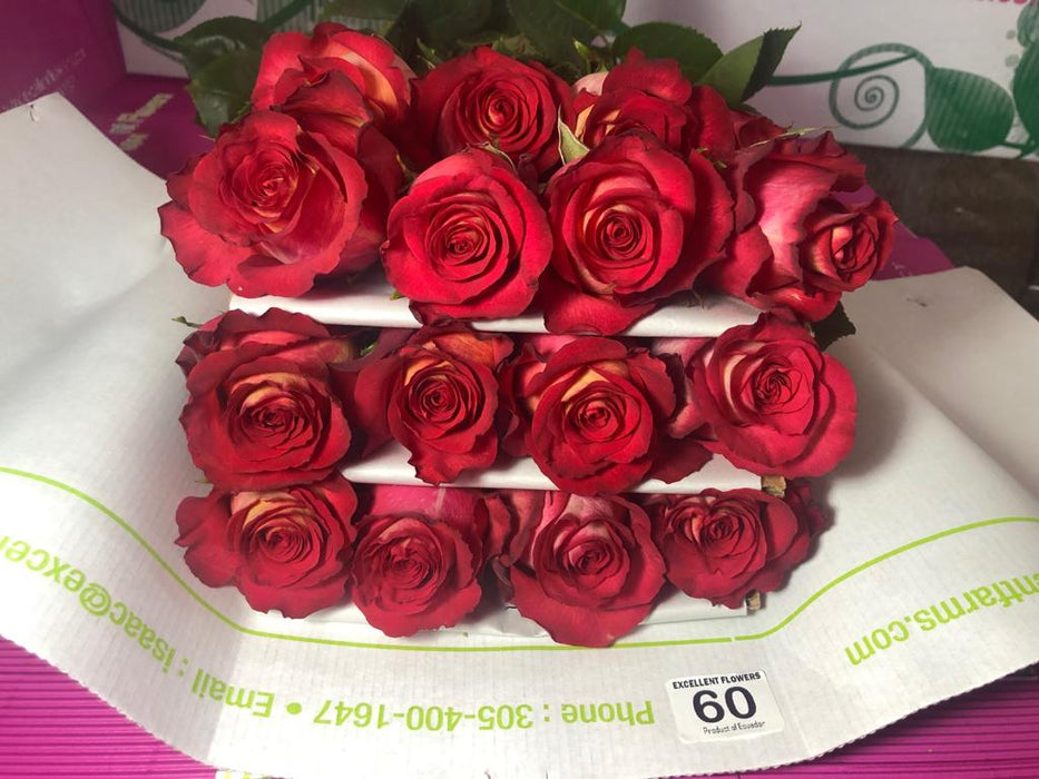 ecuadorian roses