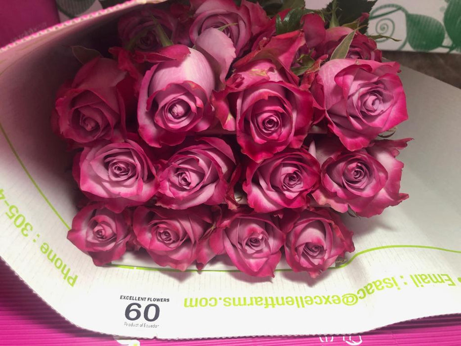 Deep Purple rose