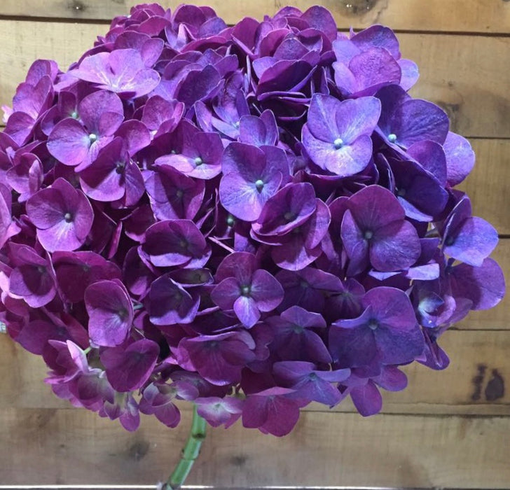 Hydrangea Elite Dark Purple Jumbo