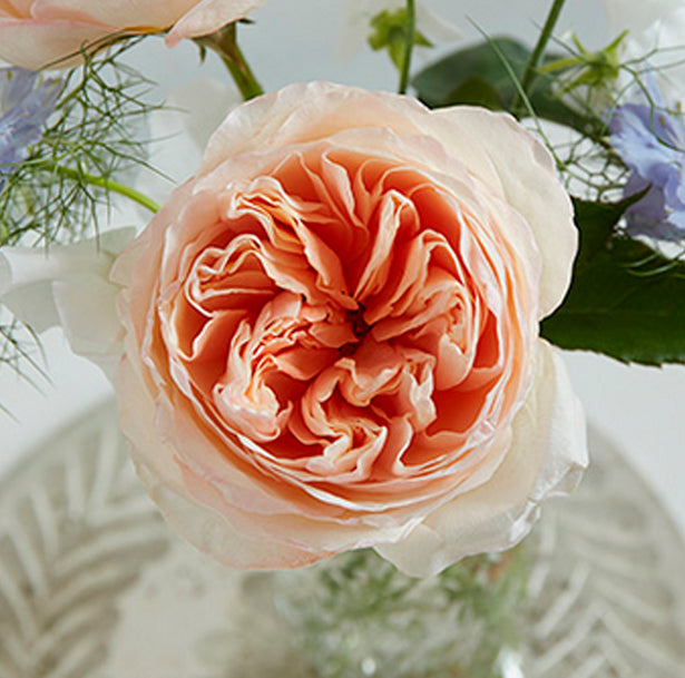garden roses