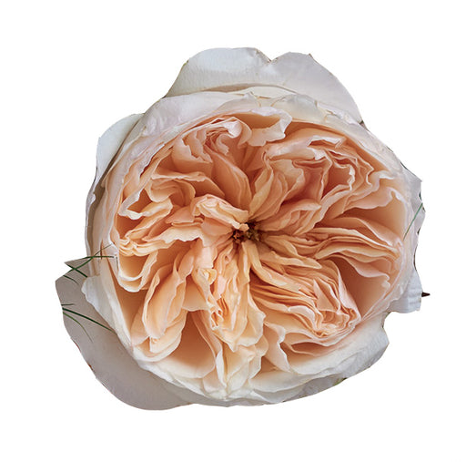 Juliet garden rose