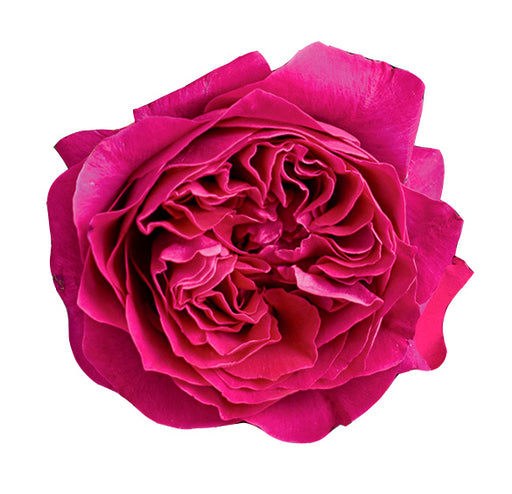 Kate garden roses