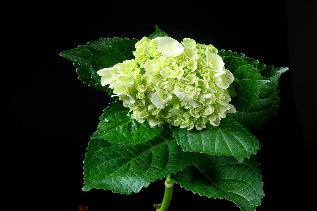 Hydrangea Mini Green