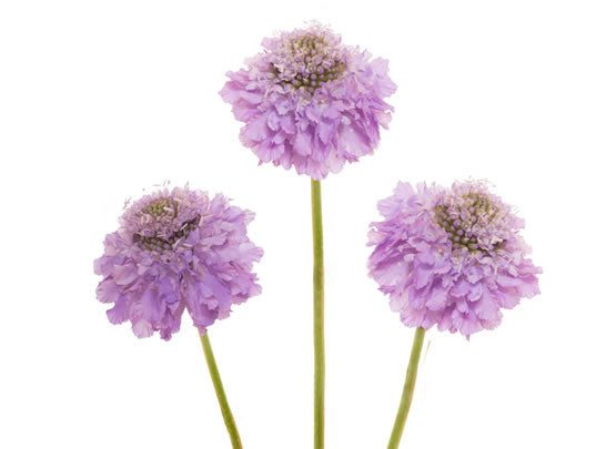 Scabiosa Lavander Scoop