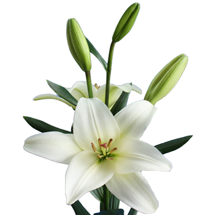 Asiatic Lilies - Bach