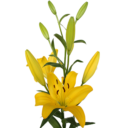 Yellow Diamond Asiatic Lilies Flowers delivery best quality Excellent flowers inc