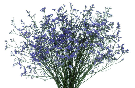 Limonium