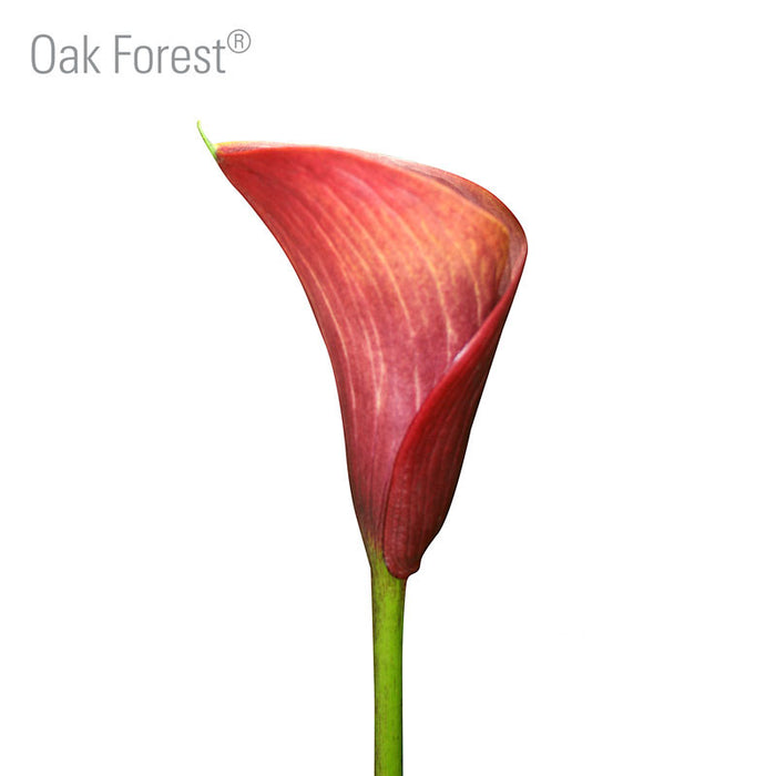 Oak Forest
