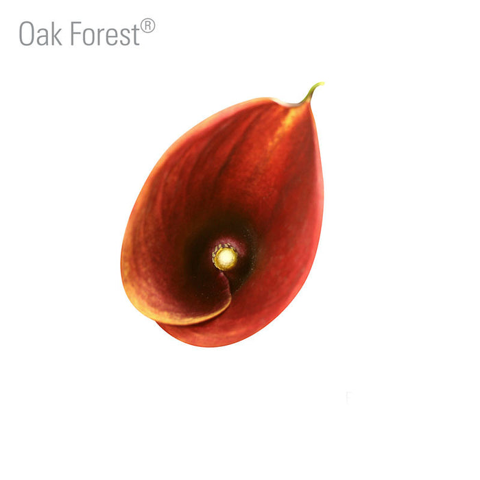 Oak Forest