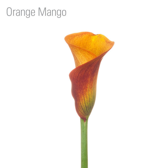Orange Mango