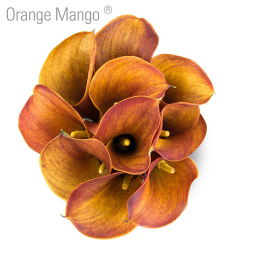 Orange Mango