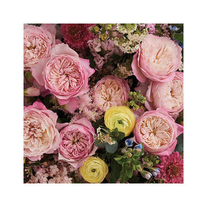 garden roses