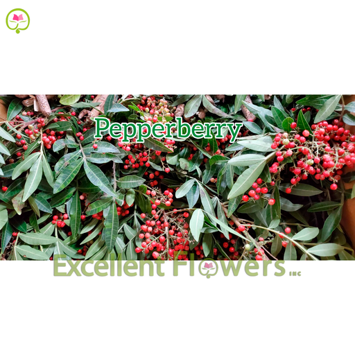 Pepperberry