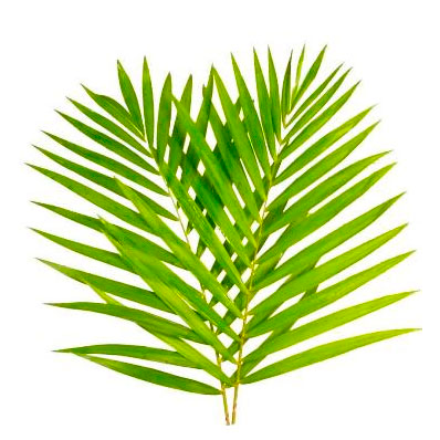 Palms - Areca
