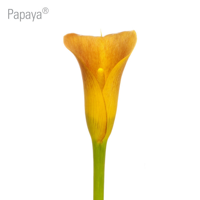 Papaya