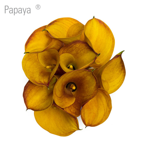 Papaya