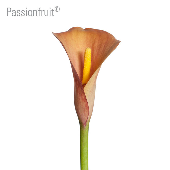 Pashion Fruit Callas