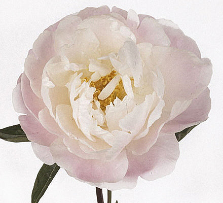 peony miss america