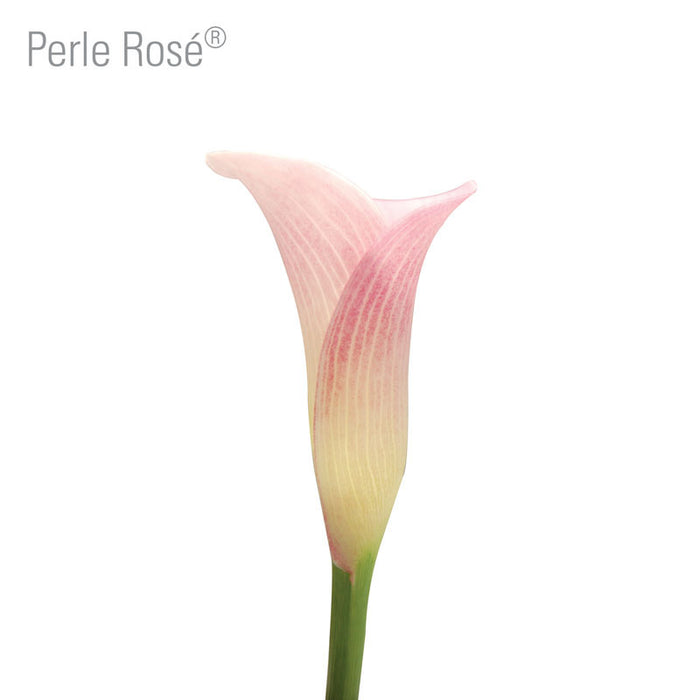 Perle Rose Callas