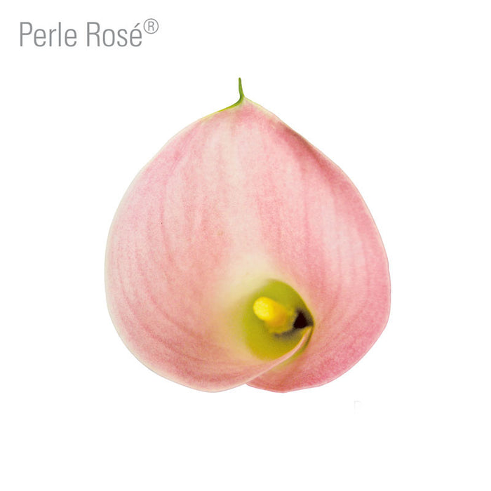Perle Rose Callas