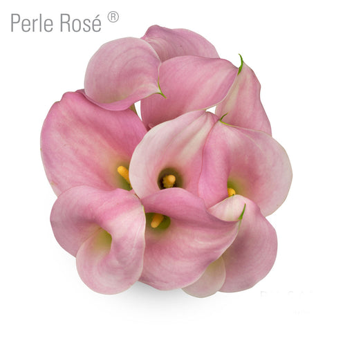 Perle Rose Callas