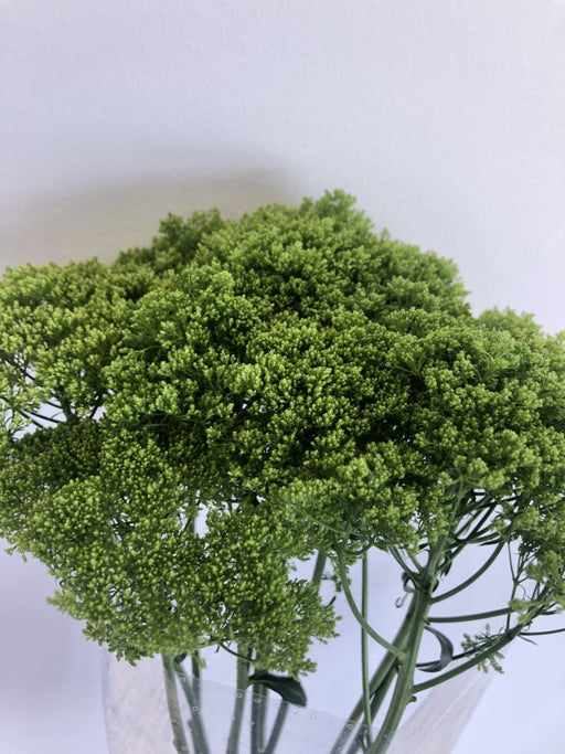 Trachelium Green Wiky