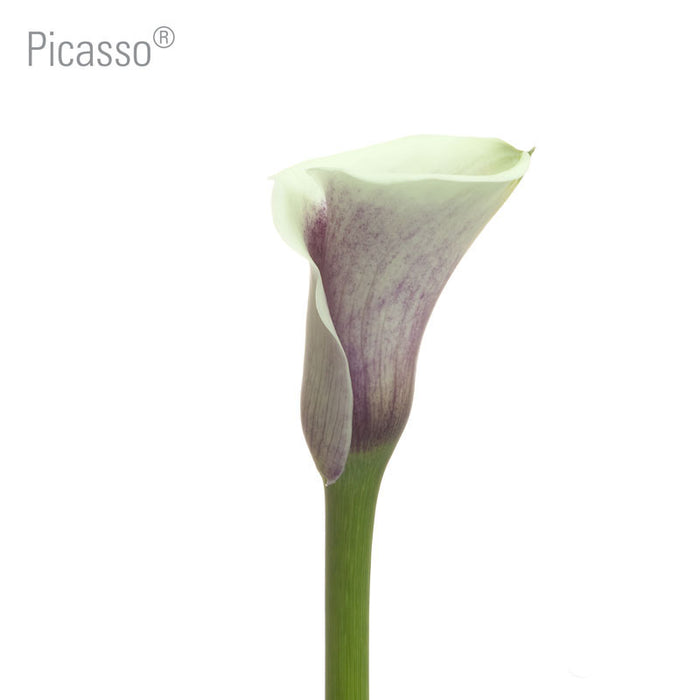 Picasso