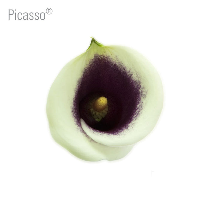 Picasso