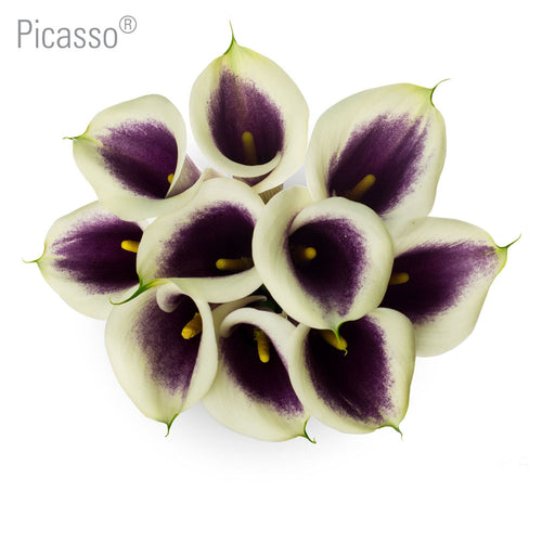 Picasso