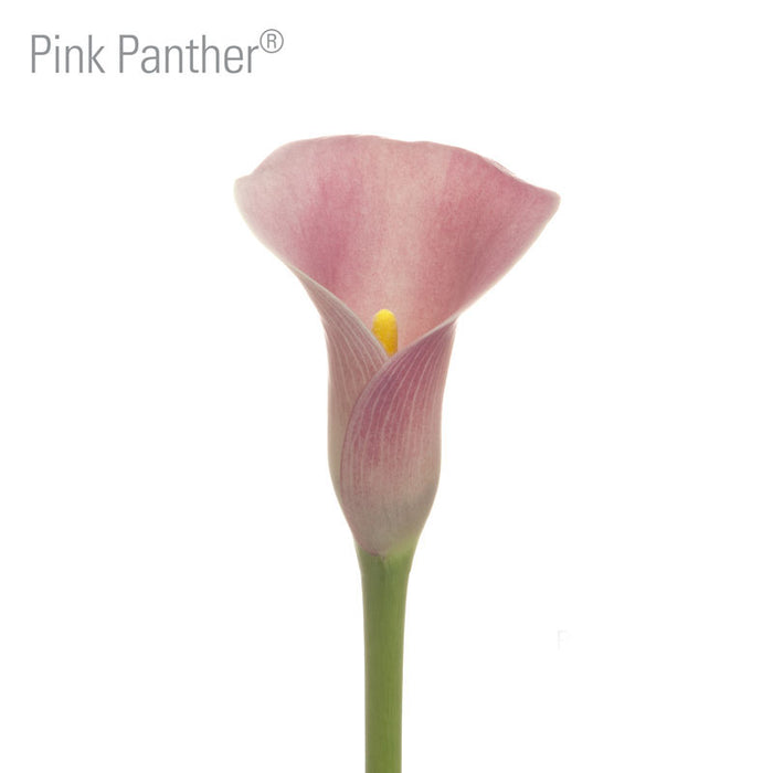 Pink Panther