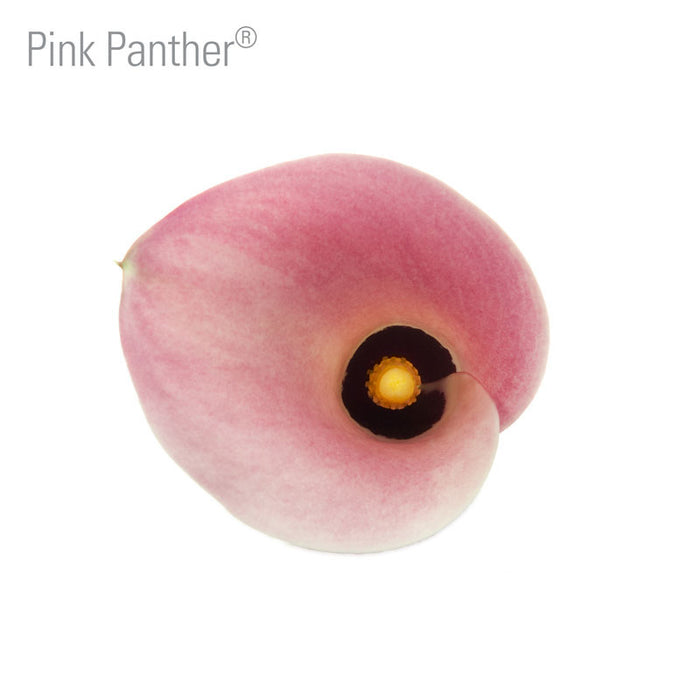 Pink Panther