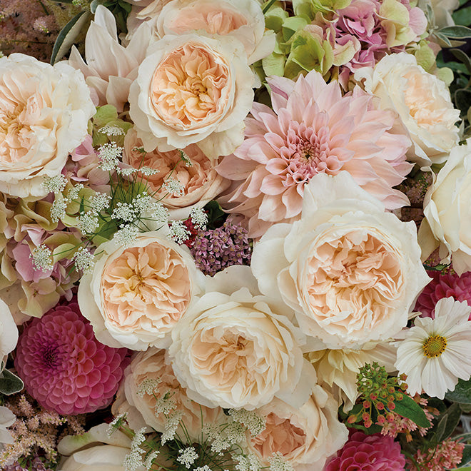 garden roses