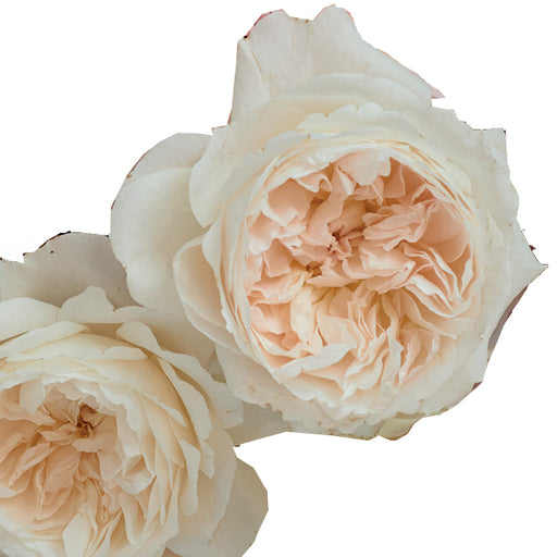 purity garden rose