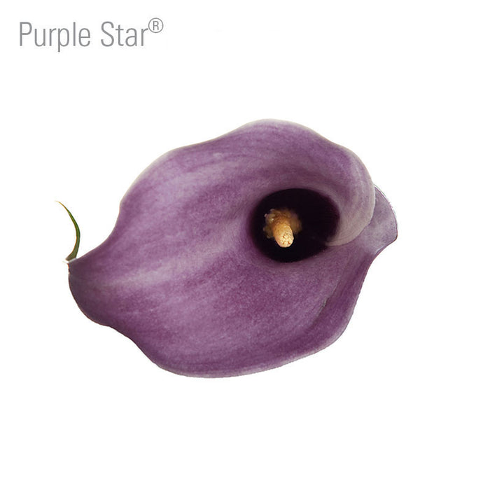 Purple Star Callas