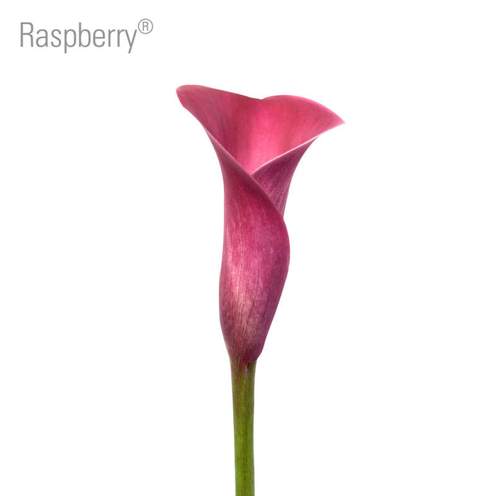 Raspberry Callas