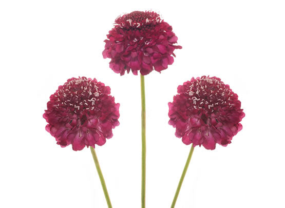 Raspberry Scoop