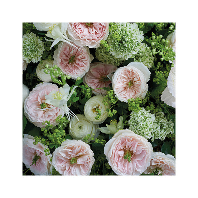 garden roses