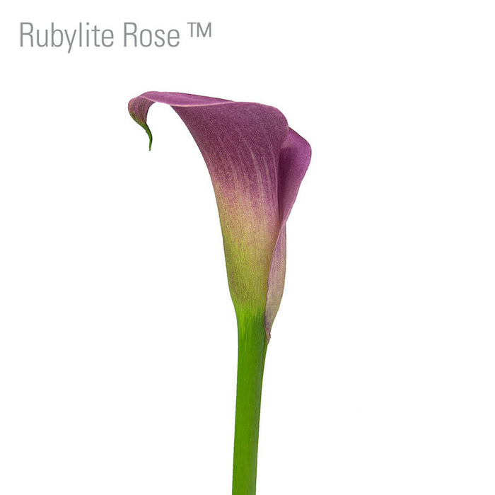 Rubylite Rose 