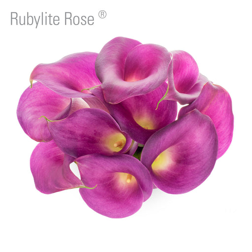 Rubylite Rose