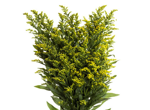 Solidago Golden Glory Premium