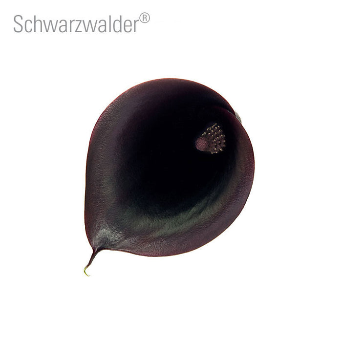 Schwarzwalder Callas